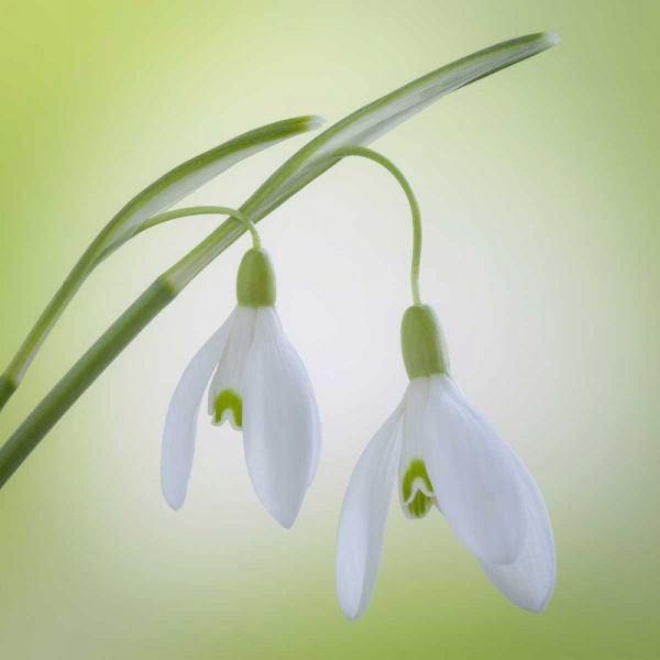 Washington, Seabeck Galanthus snowdrop flower